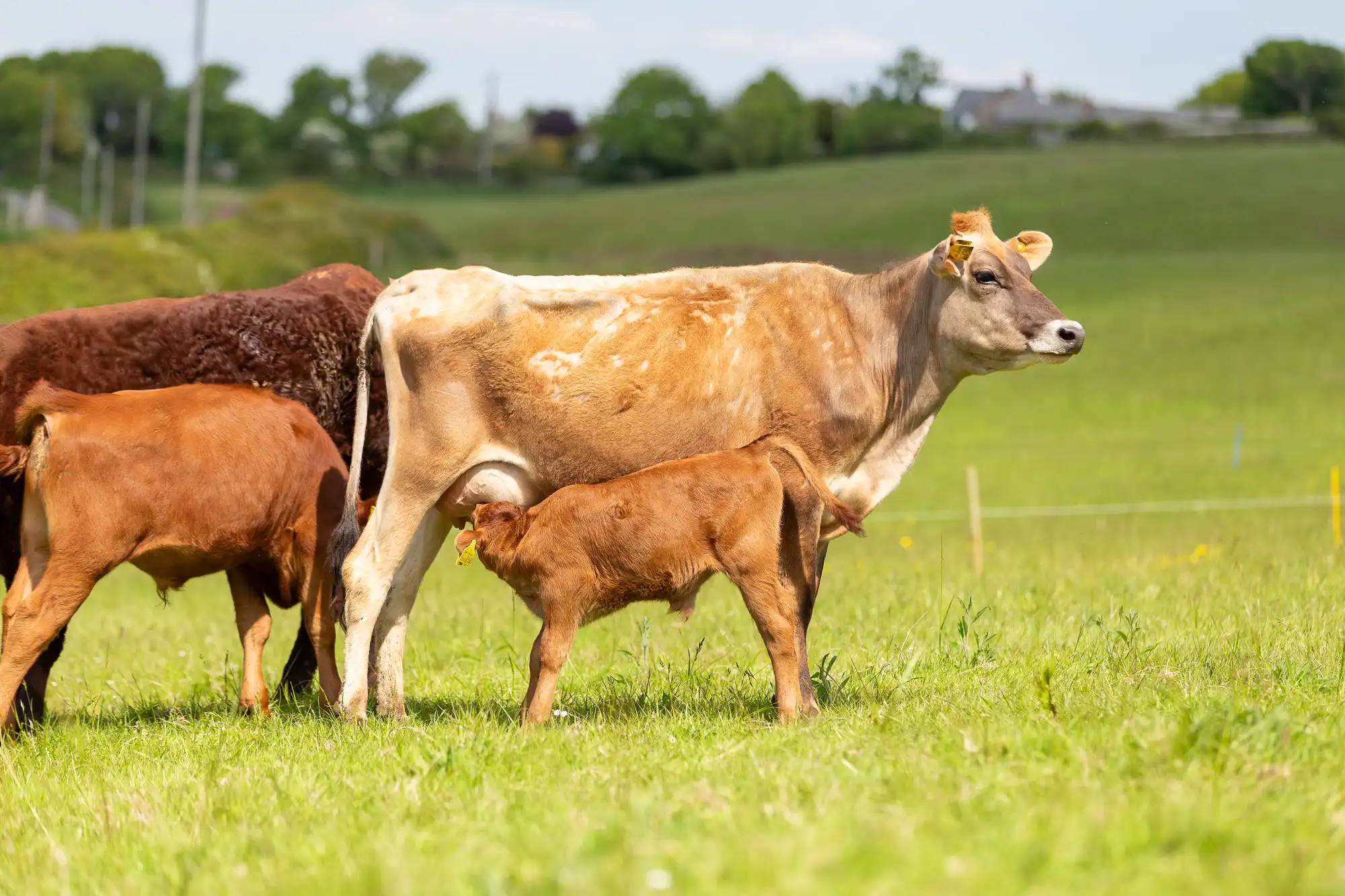 calf